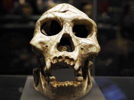 Neanderthal prehistoric skull style evolution display photo