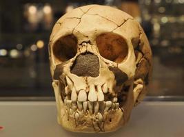 Neanderthal prehistoric skull style evolution display photo