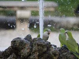 green parrots drinking water in rome botanical gardens photo