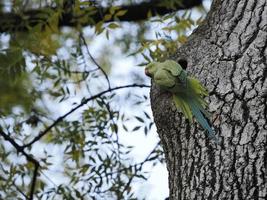 green parrot on a tree in rome botanical gardens photo