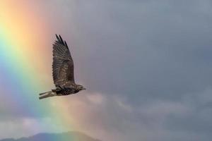Osprey Flying with Clouds and Rainbow in the Background photo