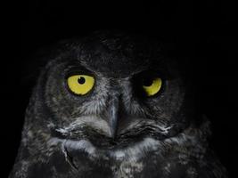 bubo virginianus owl portait aislado en negro foto