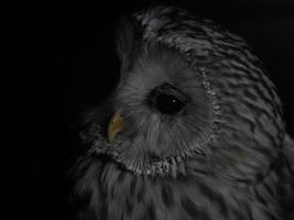 retrato de búho strix uralensis aislado en negro foto