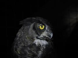 bubo virginianus owl portait isolated on black photo