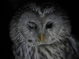 Strix uralensis owl portait isolated on black photo