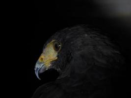 harris hawk parabuteo unicinctus aislado en negro foto