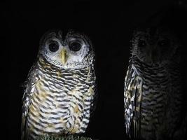 owl portait isolated on black photo