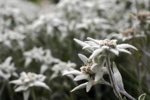 edelweiss flor estrella alpina en dolomitas foto