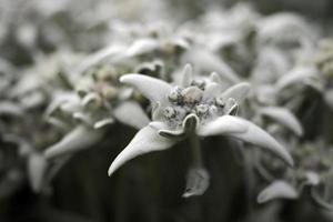 edelweiss flor estrella alpina en dolomitas foto