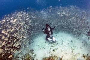 Inside sardine bait ball fish in cortez sea diving cabo pulmo photo