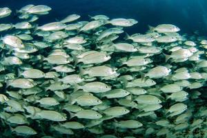 dentro sardina cebo pez bola en cortez mar buceo cabo pulmo foto