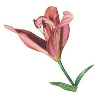 pink lily flower isolated on white background. realistic vector graphics