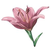 purple lily flower isolated on white background. realistic vector graphics