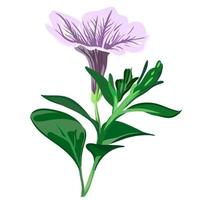 lilac petunia flower on a branch on a transparent background, botanical vector illustration