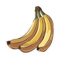 bunch of bananas close up isolated on white background, botanical drawing, vector illustration