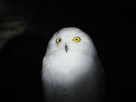 snow owl portait isolated on black photo