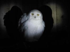 snow owl portait isolated on black photo