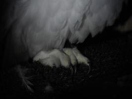 snow owl claw detail isolated on black photo