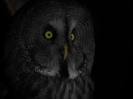 portrait great gey owl looking direct into the camera isolated on black photo