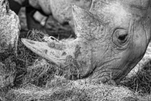 white rhino portrait photo