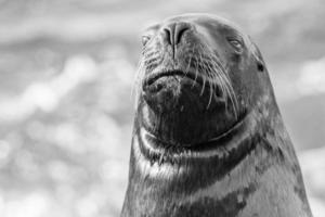 sea lion on the beach in black and white photo