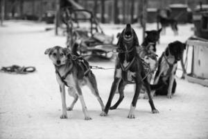 sledding with husky dogs in lapland in black and white photo