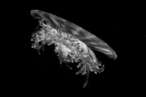 jellyfish isolated on black photo