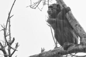 Ape chimpanzee monkey in black and white photo