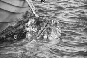 grey whale approaching a boat in black and white photo