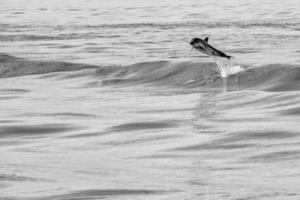 delfines saltando fuera del océano foto
