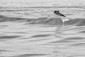 dolphin jumping outside the ocean photo