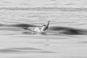 delfines saltando fuera del océano foto