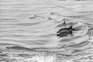 delfines saltando fuera del océano foto