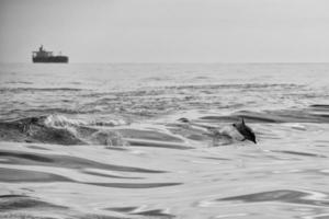 delfines saltando fuera del océano foto