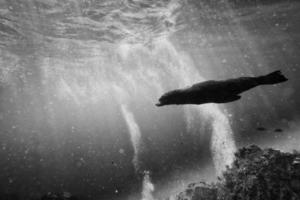 sea lion underwater looking at you in black and white photo