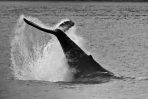 Cola de ballena jorobada salpicada en blanco y negro glaciar bay alaska foto