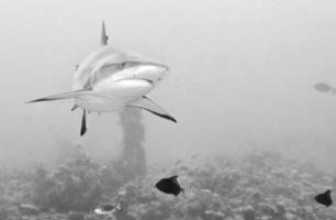 Grey Shark jaws ready to attack photo