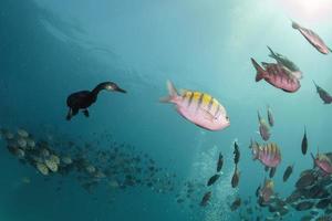 cormorant while fishing underwater in bait ball photo