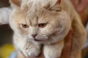 Orange Carthusian cat portrait photo