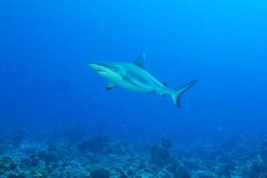 mandíbulas de tiburón blanco gris listas para atacar el retrato de primer plano bajo el agua foto