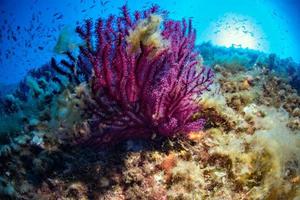 diving in mediterranean sea portofino marine park photo