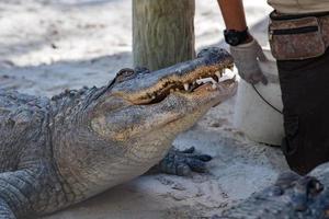 Florida Alligator in everglades close up portrait photo
