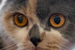 ojos de gato naranja cerrar detalle foto