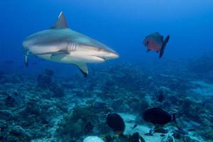 un tiburón gris mandíbulas listas para atacar bajo el agua retrato de cerca foto