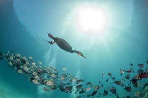 cormorant while fishing underwater in bait ball photo