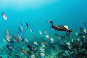 cormorant while fishing underwater in bait ball photo