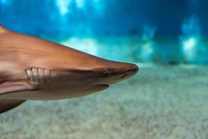 Shark eye close up detail macro ready to attack photo