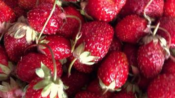 Las fresas rojas más deliciosas en el cuadro de cerca video