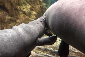 newborn baby manatee and mother close up portrait photo