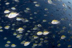 Sergeant fish bait ball underwater photo